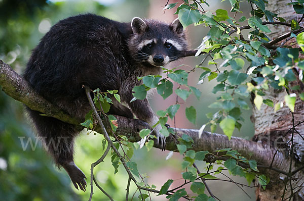 Waschbär (Procyon lotor)