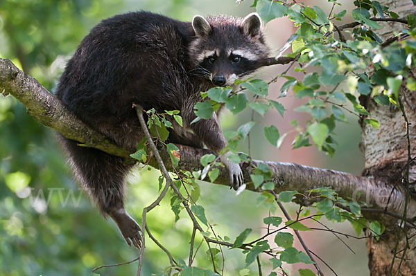 Waschbär (Procyon lotor)