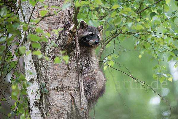 Waschbär (Procyon lotor)