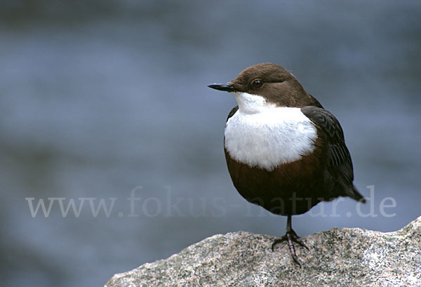 Wasseramsel (Cinclus cinclus)