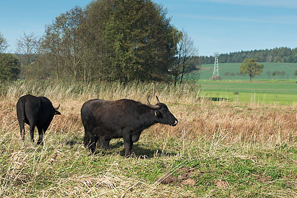 Wasserbüffel (Bubalus arnee)