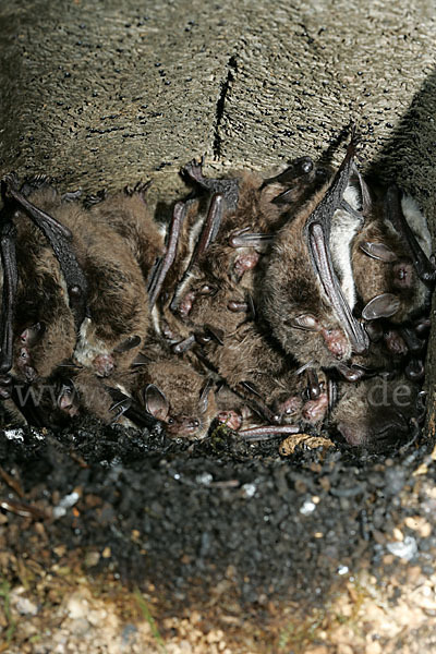 Wasserfledermaus (Myotis daubentoni)