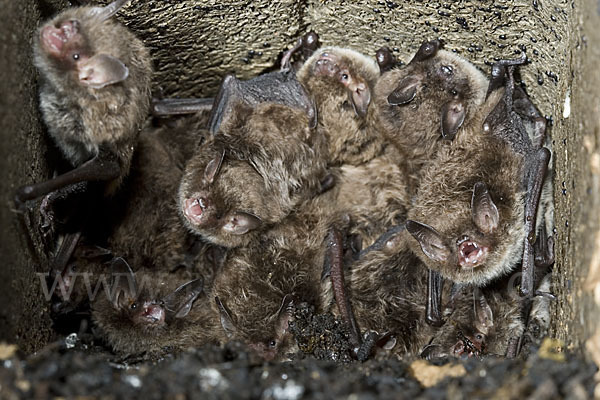 Wasserfledermaus (Myotis daubentoni)