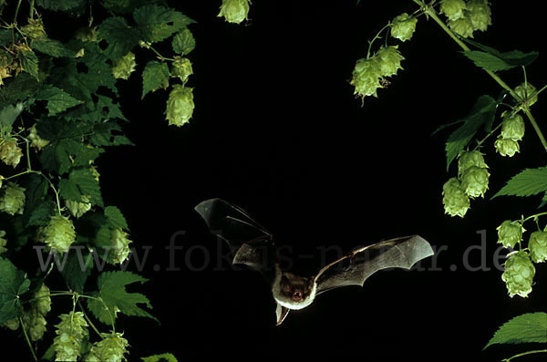 Wasserfledermaus (Myotis daubentoni)