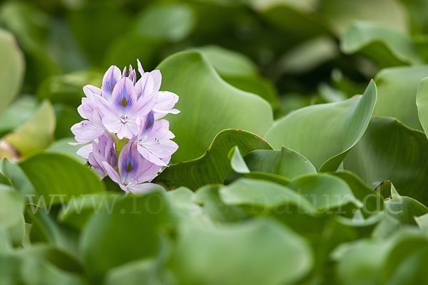 Wasserhyazinthe (Eichhornia spec.)