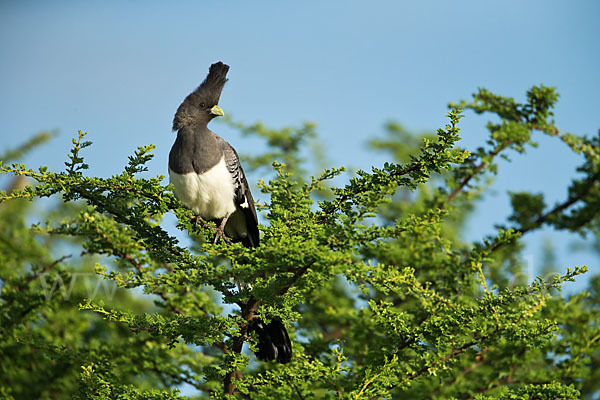 Weißbauch-Lärmvogel (Corythaixoides leucogaster)