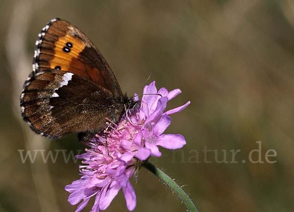 Weißbindiger Mohrenfalter (Erebia ligea)