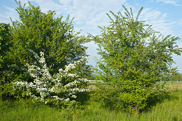 Weißdorn (Crataegus spec.)