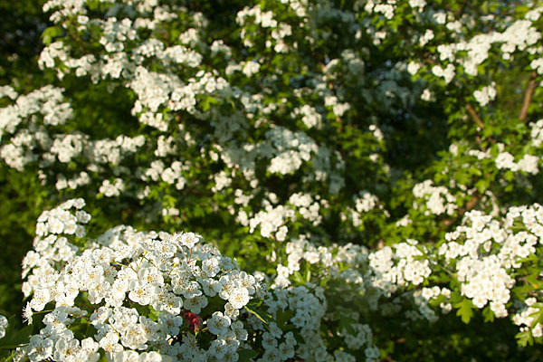 Weißdorn (Crataegus spec.)