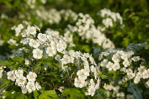 Weißdorn (Crataegus spec.)