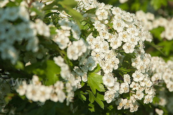 Weißdorn (Crataegus spec.)