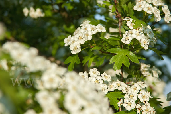 Weißdorn (Crataegus spec.)