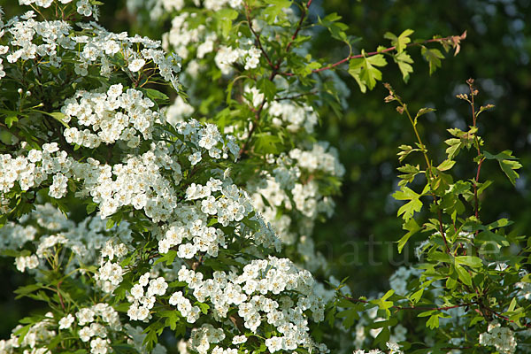 Weißdorn (Crataegus spec.)