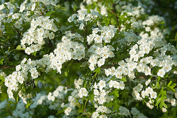 Weißdorn (Crataegus spec.)