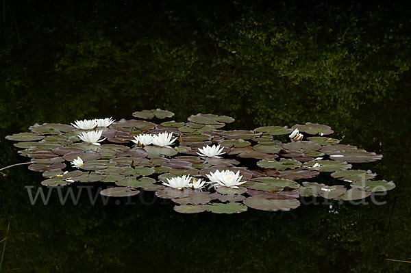 Weiße Seerose (Nymphaea alba)