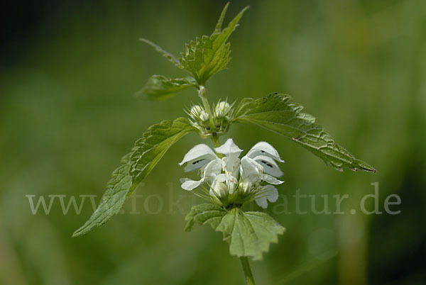 Weiße Taubnessel (Lamium album)