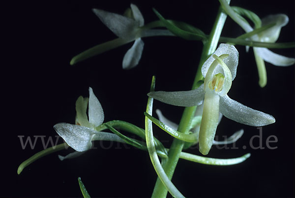 Weiße Waldhyazinthe (Platanthera bifolia)