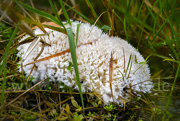 Weißer Polsterpilz (Oligoporus ptychogaster)