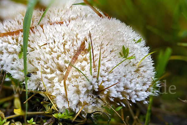 Weißer Polsterpilz (Oligoporus ptychogaster)