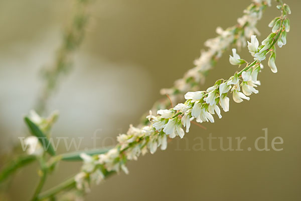 Weißer Steinklee (Melilotus albus)