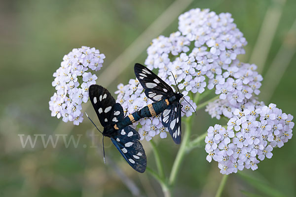 Weißfleckwidderchen (Syntomis phegea)