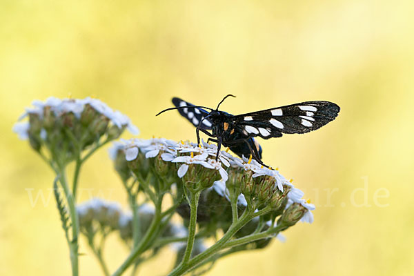 Weißfleckwidderchen (Syntomis phegea)