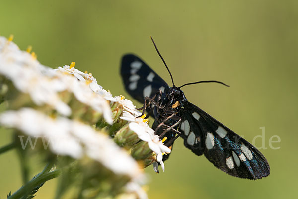 Weißfleckwidderchen (Syntomis phegea)