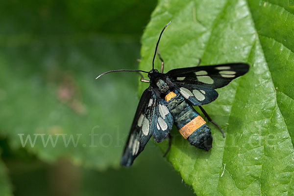 Weißfleckwidderchen (Syntomis phegea)