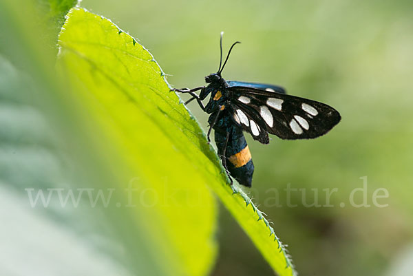 Weißfleckwidderchen (Syntomis phegea)