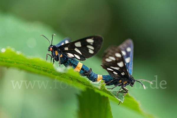 Weißfleckwidderchen (Syntomis phegea)