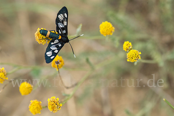 Weißfleckwidderchen (Syntomis phegea)