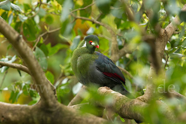 Weißohrturako (Tauraco leucotis)