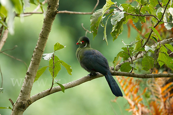 Weißohrturako (Tauraco leucotis)