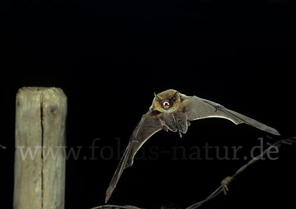 Weißrandfledermaus (Pipistrellus kuhli)