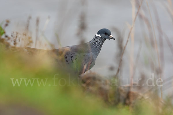 Weißringtaube (Columba albitorques)