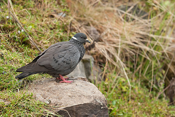 Weißringtaube (Columba albitorques)