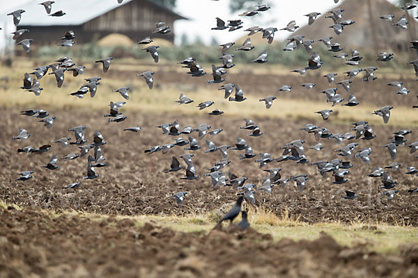 Weißringtaube (Columba albitorques)