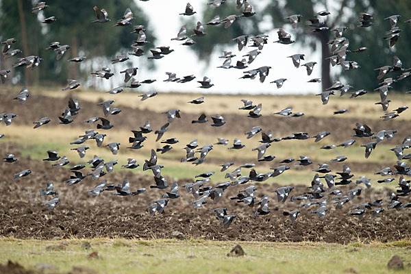 Weißringtaube (Columba albitorques)