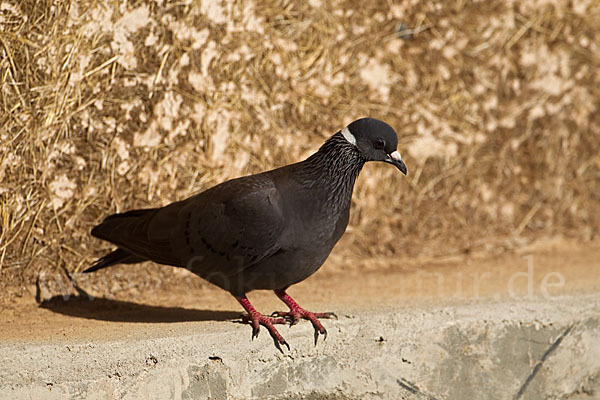 Weißringtaube (Columba albitorques)