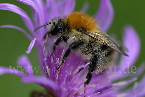 Weibchen (female)
