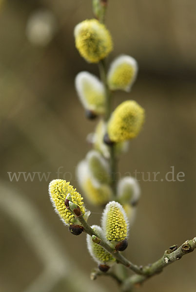 Weide (Salix spec.)
