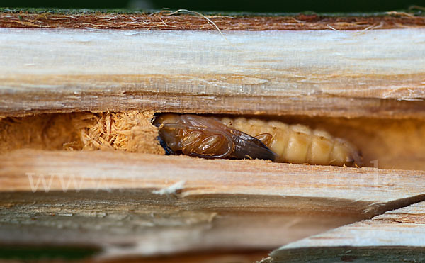 Weiden-Linienbock (Oberea oculata)