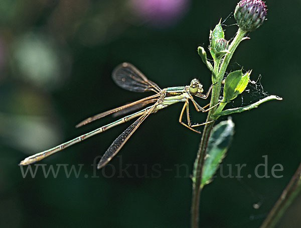 Weidenjungfer (Lestes viridis)