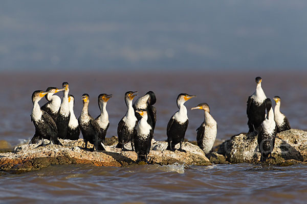 Weissbrustkormoran (Phalacrocorax lucidus)