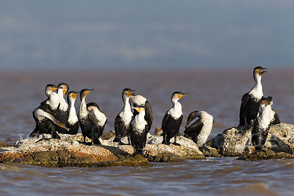 Weissbrustkormoran (Phalacrocorax lucidus)