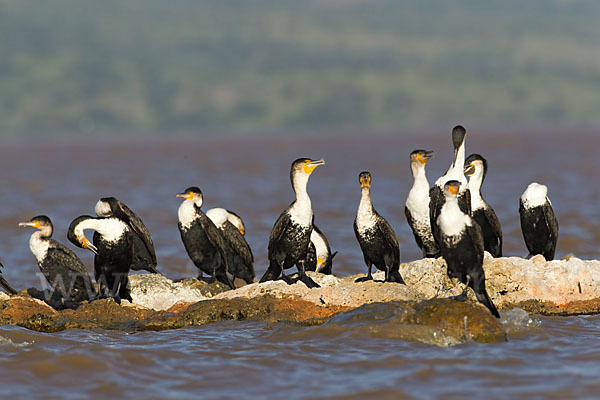 Weissbrustkormoran (Phalacrocorax lucidus)