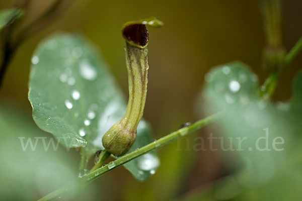 Wenignervige Osterluzei (Aristolochia paucinervis)