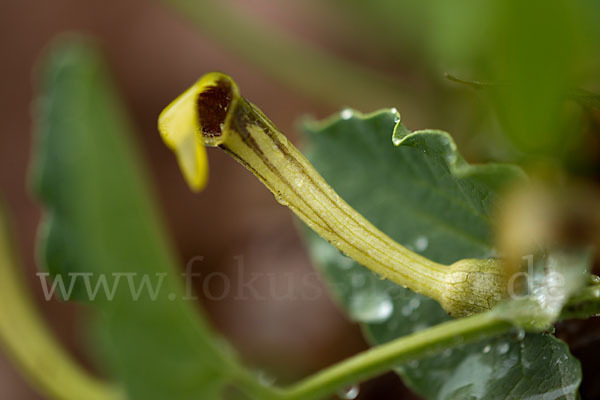 Wenignervige Osterluzei (Aristolochia paucinervis)