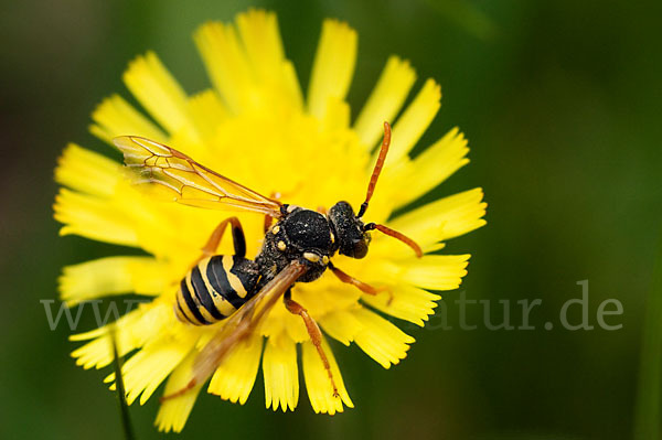 Wespenbiene spec.1 (Nomada goodeniana)