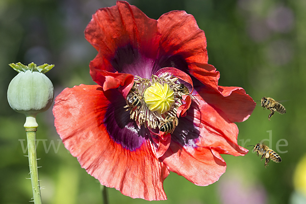 Westliche Honigbiene (Apis mellifera)